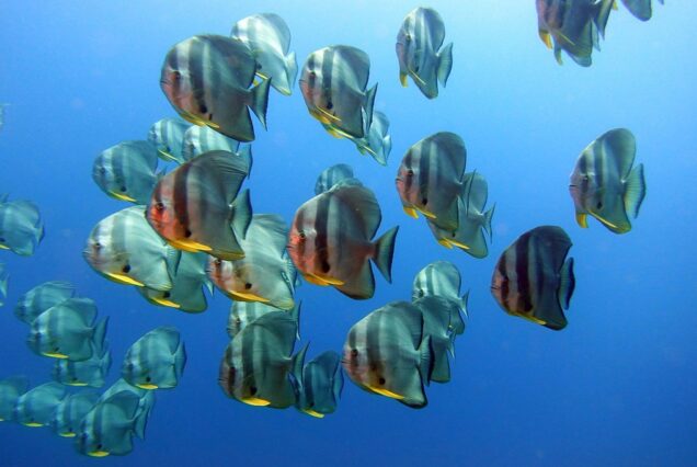 batfish-diving-phi-phi, padi fish id