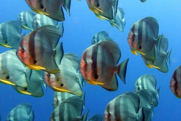 batfish phi phi island, phi phi