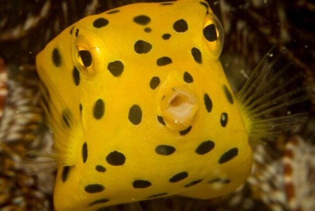 scuba diving phi phi island boxfish, fish id